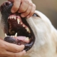 Зубы у собак: количество, строение и уход