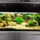 Аквариум 150 литров: размеры, освещение и подбор рыб