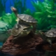 Аквариумные черепахи: разновидности, уход и размножение