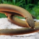 Аквариумные рыбы-змеи: разновидности, выбор, уход, размножение