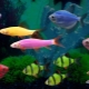 Глофиш рыбки: светящиеся флуоресцентные обитатели аквариума