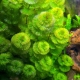 Кабомба: особенности аквариумного растения, содержание и разведение