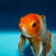 Как отличить самку золотой рыбки от самца?