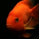 Красный попугай: описание рыбы, правила содержания и разведения