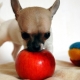 Можно ли собакам яблоки и в каком виде их давать?