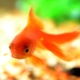 Оранжевые аквариумные рыбы: разновидности, выбор и уход