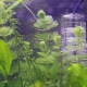 Перекись водорода для аквариума: дозировка и применение