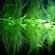 Плавающие аквариумные растения: разновидности, выбор и особенности ухода