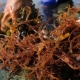 Почему в аквариуме появляются бурые водоросли и как от них избавиться?
