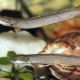 Полиптерус сенегальский: описание и содержание в аквариуме