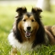 Породы самых здоровых собак: обзор и советы по выбору