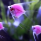 Розовые аквариумные рыбы: обзор видов и рекомендации по уходу