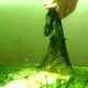 Сине-зеленые водоросли в аквариуме: причины возникновения и способы борьбы