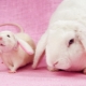 Совместимость Кролика (Кота) и Крысы по восточному календарю