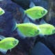 Тернеция карамелька: содержание аквариумной рыбы и уход за ней