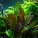 Виды аквариумных растений