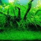 Яванский мох в аквариуме: как вырастить и закрепить?
