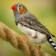 Птицы амадины: виды и содержание в домашних условиях