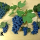 Как слепить виноград из пластилина?