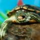 Чем кормить маленькую красноухую черепаху в домашних условиях?