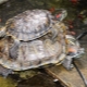 До каких размеров и как быстро вырастает красноухая черепаха в домашних условиях?