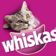 Обзор сухих кормов для кошек и котов Whiskas