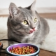 Особенности кормов для кошек и котов Natural Trainer