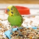 Особенности кормов «ВАКА» для попугаев