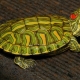 Сколько по времени красноухая черепаха может прожить без еды и почему она не ест?
