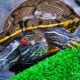 Сколько живут красноухие черепахи?
