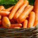 Хранение моркови на зиму