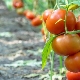 Что посадить после помидоров на следующий год?