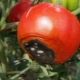 Как избавиться от гнили на помидорах?