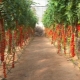 Как вырастить помидоры черри?