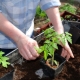Как вырастить рассаду помидоров?