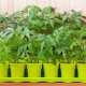Как вырастить рассаду томатов без пикировки?