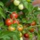 Соседи томатов на грядке в открытом грунте и теплице