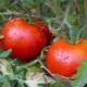 Выращивание помидоров по методу Маслова