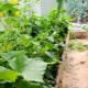 Как выращивать огурцы и помидоры в одной теплице?