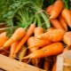 Секреты хранения моркови в домашних условиях