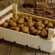 Особенности хранения картофеля в квартире