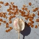 Особенности выращивания тюльпанов из семян