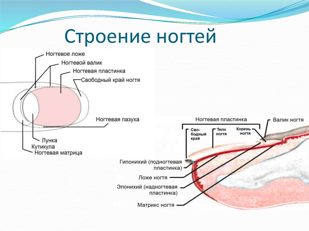 Во сколько сформировывается ногтевая пластина. Анатомическое строение ногтей физиология ногтей. Строение ногтя и ногтевой пластины. Состав и структура ногтевой пластины. Послойное строение ногтевой пластины.