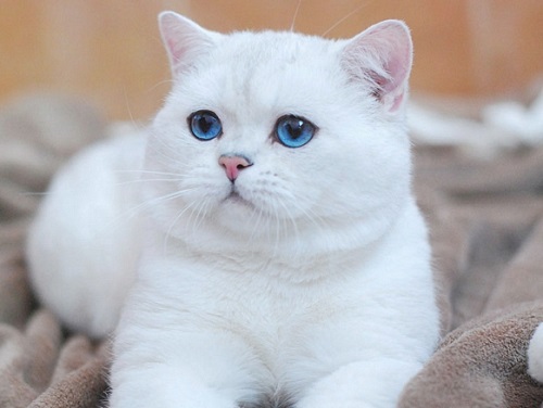 Белые Коты Британцы Фото
