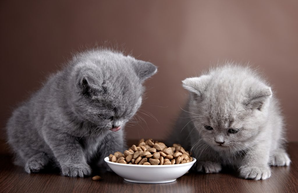 Британская кошка 6 месяцев чем кормить. Чем в домашних условиях кормить кошку британской породы