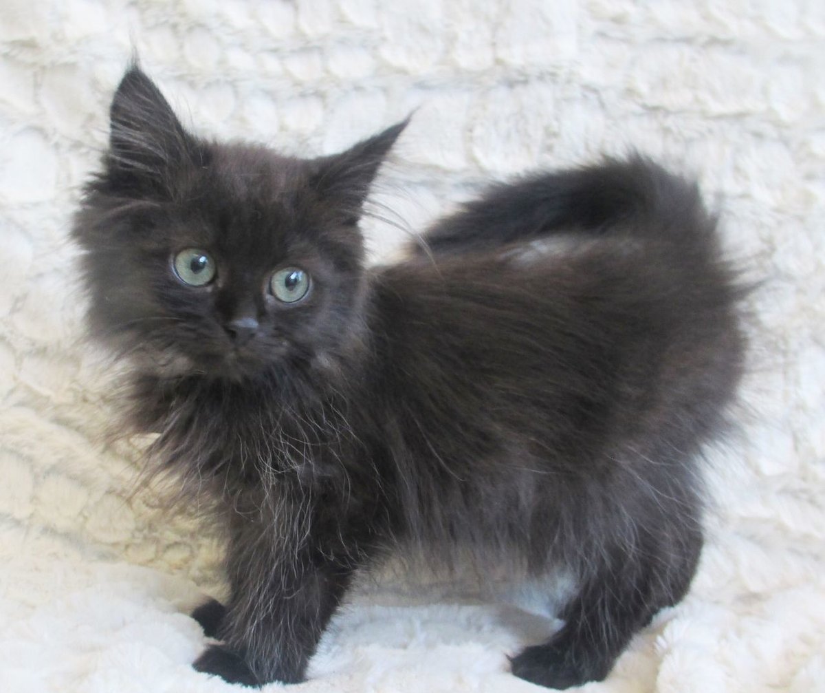 Сибирская кошка черная котенок