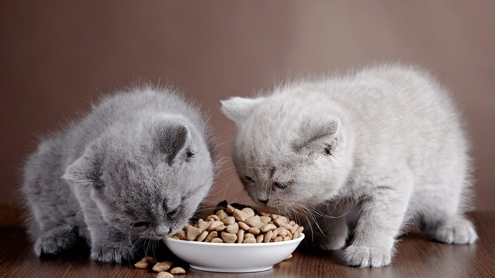 Гипоаллергенные корма для кошек: рейтинг, правила выбора