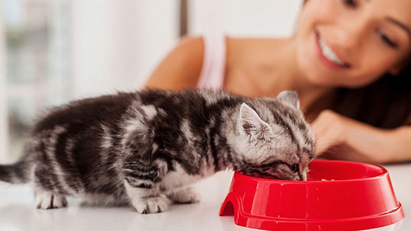 Как приручить котнка или взрослую кошку есть сухой корм