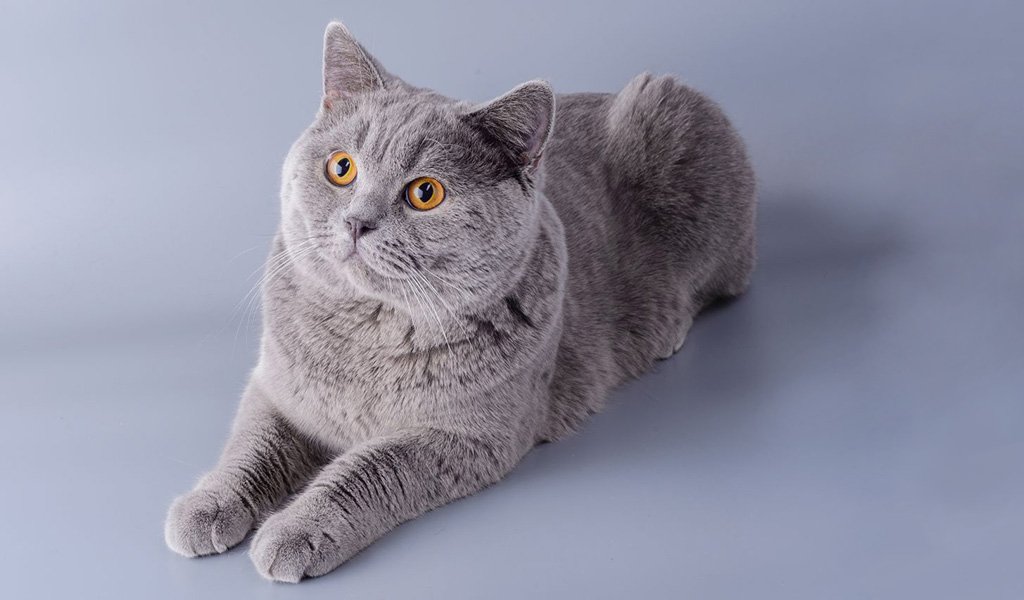 Картезианская кошка кошка породы Шартрез