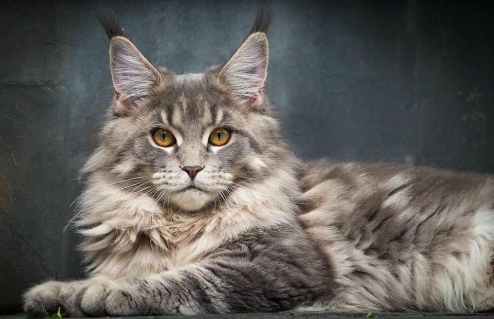 метис сибирской кошки фото